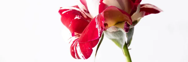 Fleur Isolée Rose Sur Fond Blanc Thèmes Floraux Avec Espace — Photo