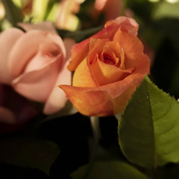 Gros Plan Belle Fleur Rose Fleurie Fond Tons Sombres Pétales — Photo
