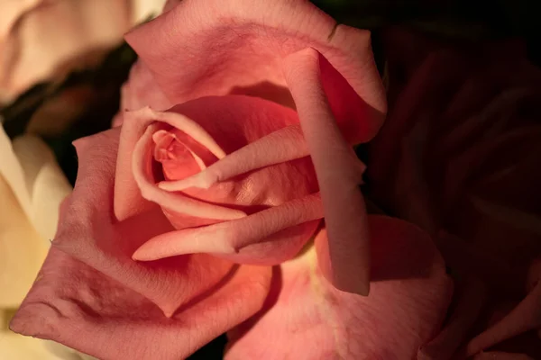 Close Beautiful Blossom Rose Flower Dark Tones Background Illuminated Petals — Stock Photo, Image