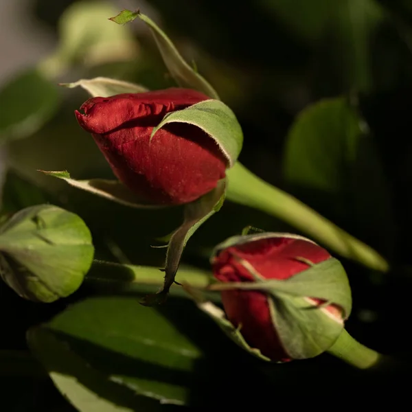 Закрыть Красивые Цветки Роз Темные Тона Фоне Подсвеченные Лепестки — стоковое фото