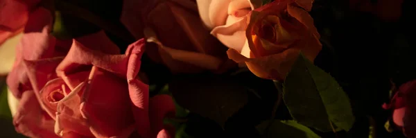 Gros Plan Belle Fleur Rose Fleurie Fond Tons Sombres Pétales — Photo