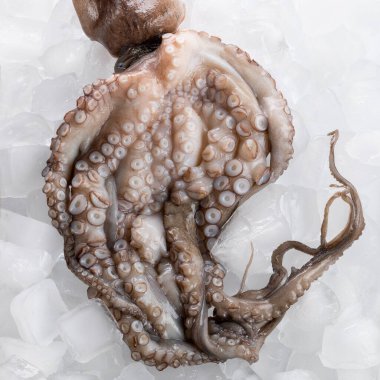 Buz yüzeyinde pişmemiş ahtapot, yiyecek malzemeleri.