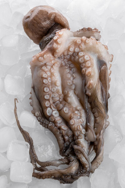 Сырой невареный осьминог на поверхности льда, пищевые ингредиенты