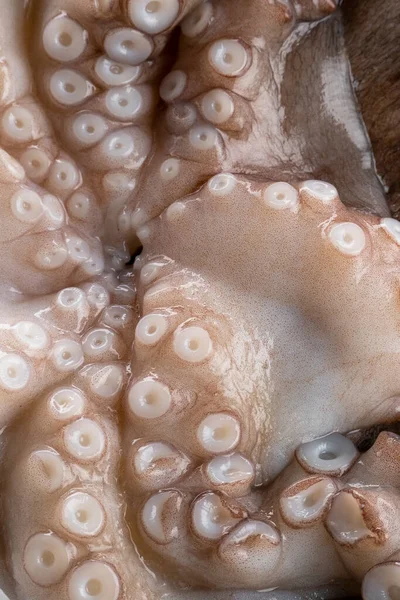 Raw Uncooked Octopus Ice Surface Food Ingredients — Stock Photo, Image