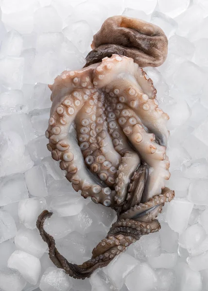Buz yüzeyinde pişmemiş ahtapot, yiyecek malzemeleri.