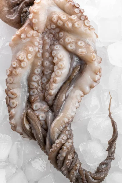 Raw Uncooked Octopus Ice Surface Food Ingredients — Stock Photo, Image