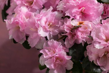 Açelya çiçeği, güzel pembe renkler çiçek, baharat konsepti.