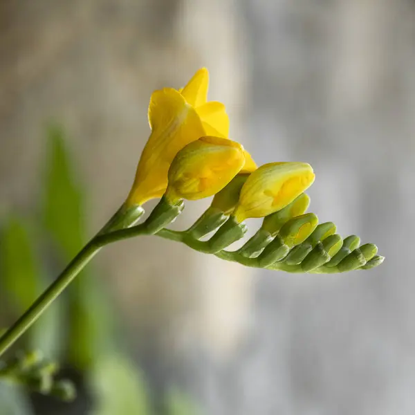 Naturliga Blomma Färg Gul Gäng Freesia Trädgård Blommor Blommande Botanik — Stockfoto