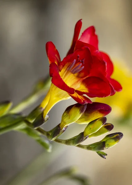 Freesias Fleurs Vue Rapprochée Fleur Rouge Avec Espace Pour Texte — Photo