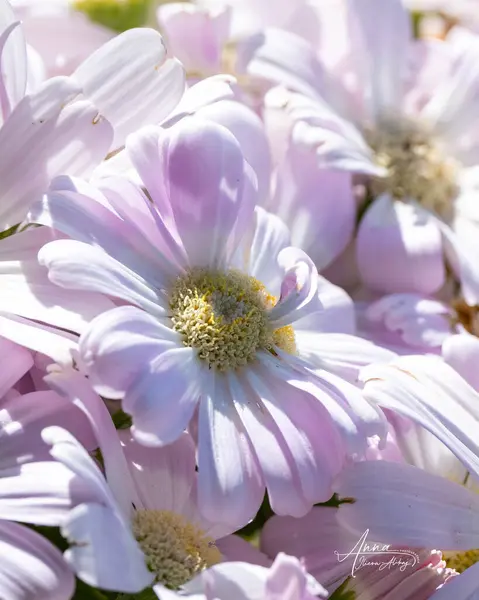 Kwitnące Wiosenne Kwiaty Pastelowych Kolorach Widok Bliska Białych Kwiatów Miejscem — Zdjęcie stockowe