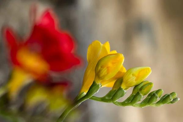 Kwitnące Freesias Zbliżenie Widok Czerwonych Żółtych Kwiatów Miejsca Tekst — Zdjęcie stockowe