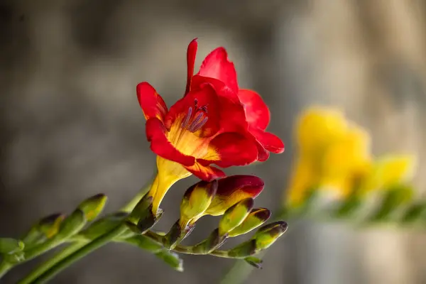 Ανθισμένες Φρέζιες Κοντινή Θέα Του Κόκκινου Λουλουδιού Χώρο Για Κείμενο — Φωτογραφία Αρχείου