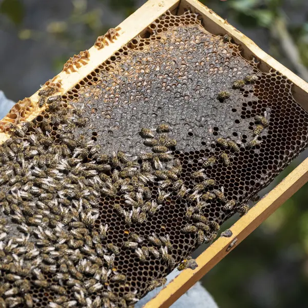 Бджолині Коробки Бджолами Концепція Запилення Сільське Господарство — стокове фото