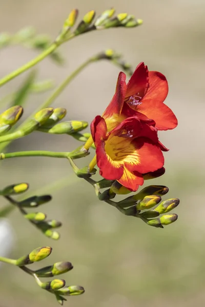 Blooming Freesias Vista Perto Flor Vermelha Com Espaço Para Texto — Fotografia de Stock