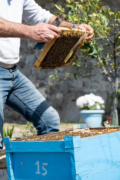 Бджоляр Контролює Коробку Бджіл — стокове фото