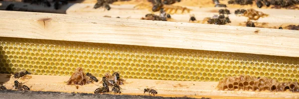 Бджолині Коробки Бджолами Концепція Запилення Сільське Господарство — стокове фото