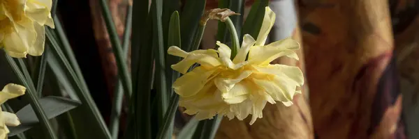 Close View Bloomed Daffodils Vintage Still Life Arte Design Interiores — Fotografia de Stock