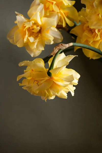 Close View Bloomed Daffodils Vintage Still Life Art Interior Design — Stock Photo, Image