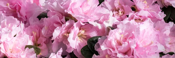Kvetoucí Azalka Krásné Růžové Barvy Květ Koření Zahradničení Koncept — Stock fotografie