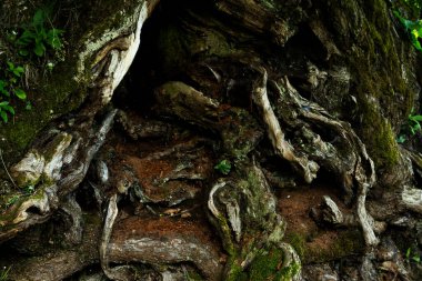 Büyük ağaç kökleri, büyük kaba ağaç ritmi.