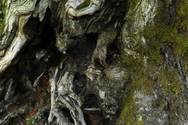 Büyük ağaç kökleri, büyük kaba ağaç ritmi.