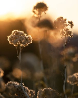 Silhoette di wildfloers altın günbatımına karşı
