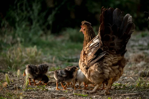 Zdarma Kuřata Slepice Pasou Louce Dobytek Zemědělsko Zemědělský Koncept — Stock fotografie
