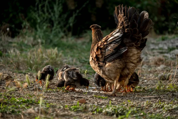 Ingyenes Csirkék Tyúkok Legeltetése Réten Állatállomány Gazdaság Mezőgazdaság Koncepció — Stock Fotó