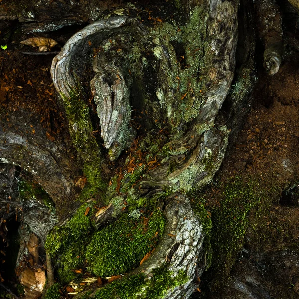 stock image Large tree roots, huge rough tree rhizome