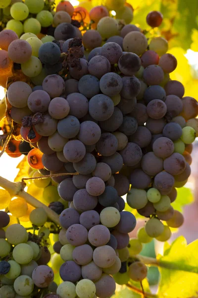 Renkli üzümler, ekosistem ve tarım kavramı