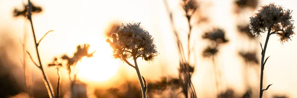 Silhoette  di wildfloers against golden sunset background
