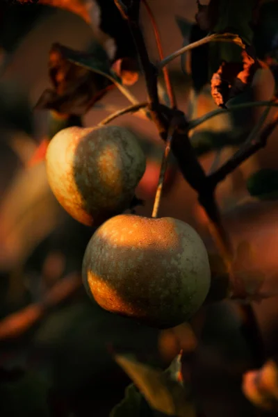 Свіжі Сирі Яблука Звисають Дереві Сільськогосподарська Концепція — стокове фото
