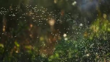 Damla sistemiyle sulanan bahçe toprağının manzarasını kapat.