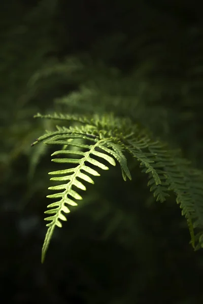 Eğreltiotu yaprakları karanlık arka planda güneş ışığıyla aydınlanır.