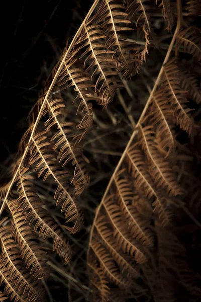 Eğreltiotu yaprakları karanlık arka planda güneş ışığıyla aydınlanır.