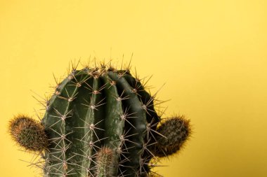 Yeşil fıçı kaktüsünün sarı arkaplan ve metin için alanı olan görüntüsünü kapat