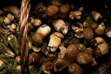 Taze toplanmış porcini mantarları, yenilebilir mantar miktarı, yemek geçmişi, sağlıklı özgün gıda malzemeleri kavramı.