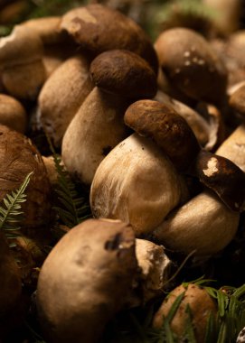 Taze toplanmış porcini mantarları, yenilebilir mantar miktarı, yemek geçmişi, sağlıklı özgün gıda malzemeleri kavramı.