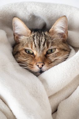 Yumuşak beyaz battaniyeye sarılı uykulu kedi.