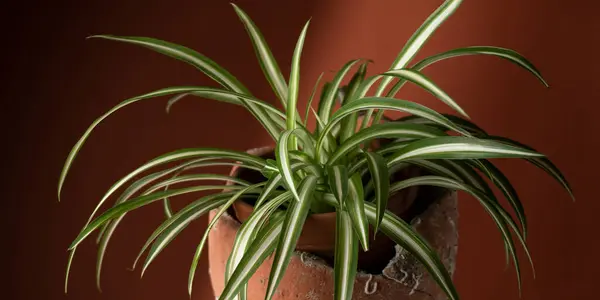 Seramik bir kaba yerleştirilmiş kapalı klorofilyum bitkisinin yakın görüntüsü. Botanik kavramı, iç mekan, bitki yetiştirme.