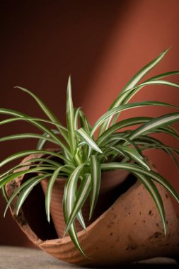 Seramik bir kaba yerleştirilmiş kapalı klorofilyum bitkisinin yakın görüntüsü. Botanik kavramı, iç mekan, bitki yetiştirme.