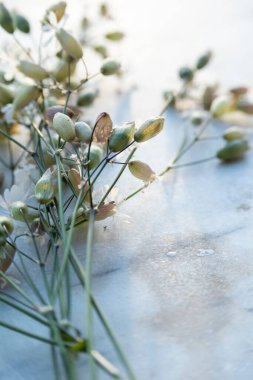Masada yabani çiçekler, küçük çiçek arkaplanı mavi tonlarda ve metin için yer var.
