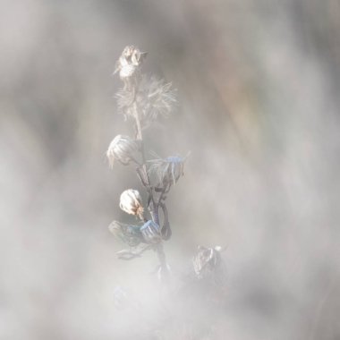 Parlak minimal çiçekli duvar kağıdı, beyaz bokeh botanik arkaplan