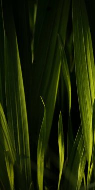 Close up view of green cabbage vein leaves, botanical backdrop with detailed visible leaf veins clipart