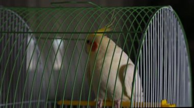 Yalnız Cockatiel papağanı kafesin içinde