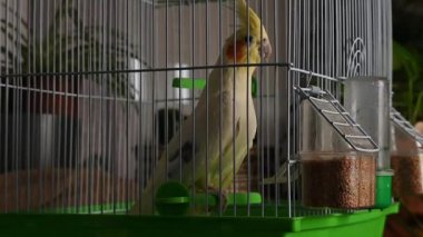 Yalnız Cockatiel papağanı kafesin içinde