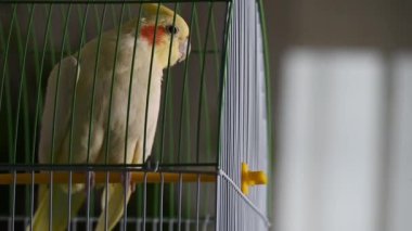 Yalnız Cockatiel papağanı kafesin içinde