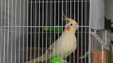 Yalnız Cockatiel papağanı kafesin içinde