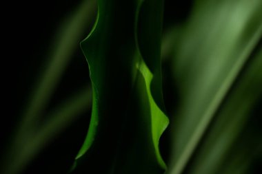 Botanik arka planı. Koyu arkaplan üzerinde tropik bitki yaprakları, metin için boşluk