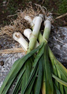 Yerde yeni toplanmış pırasa.